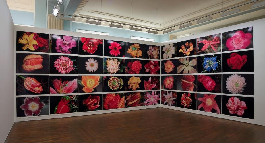 Nobuyoshi Araki, Fleurs, 1998. Photographies. Gallery Ikon, Birmingham. © Bohumil Kostohryz.